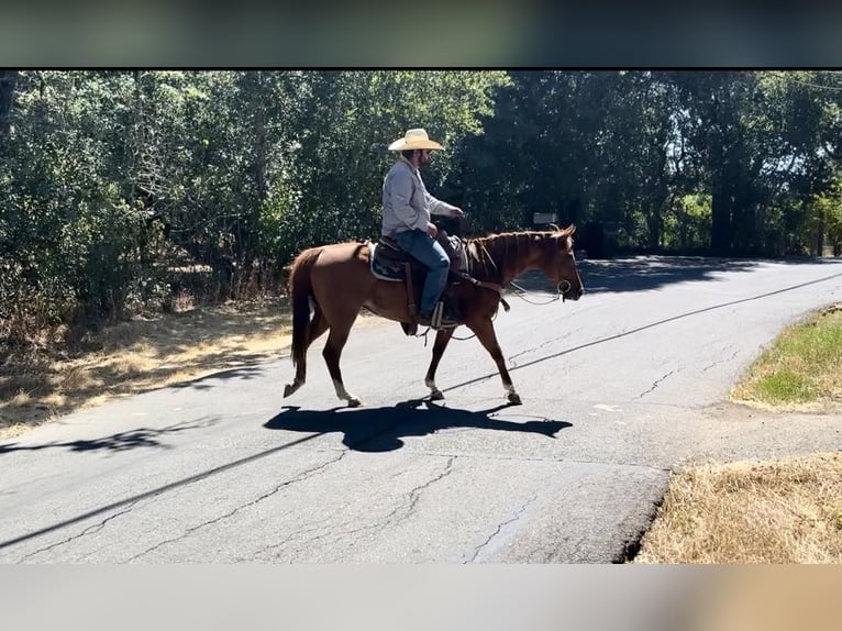 American Quarter Horse Castrone 4 Anni 147 cm Sauro ciliegia in Bitterwater CA