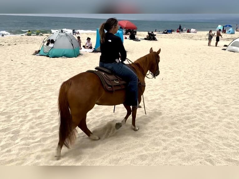 American Quarter Horse Castrone 4 Anni 147 cm Sauro ciliegia in Bitterwater CA