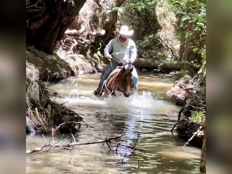 American Quarter Horse Castrone 4 Anni 147 cm Sauro ciliegia in Bitterwater CA