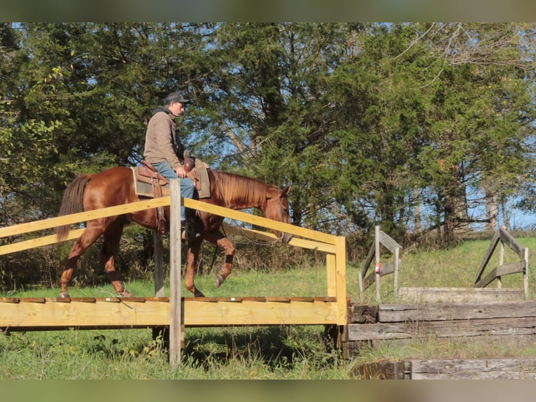 American Quarter Horse Castrone 4 Anni 147 cm Sauro ciliegia in Mount Vernon