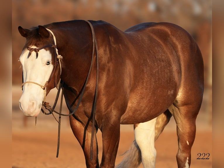 American Quarter Horse Castrone 4 Anni 147 cm Sauro ciliegia in Cisco