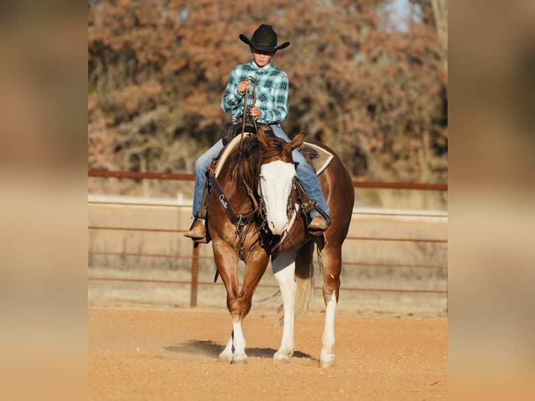American Quarter Horse Castrone 4 Anni 147 cm Sauro ciliegia in Cisco