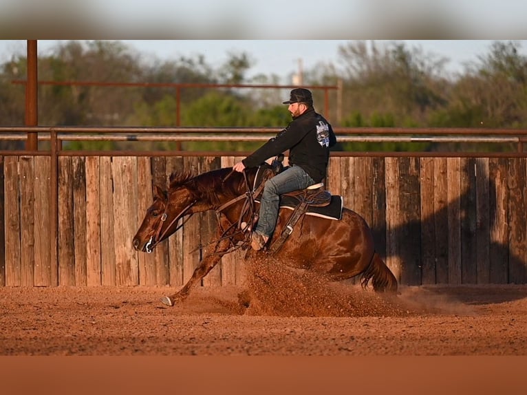 American Quarter Horse Castrone 4 Anni 147 cm Sauro ciliegia in Waco