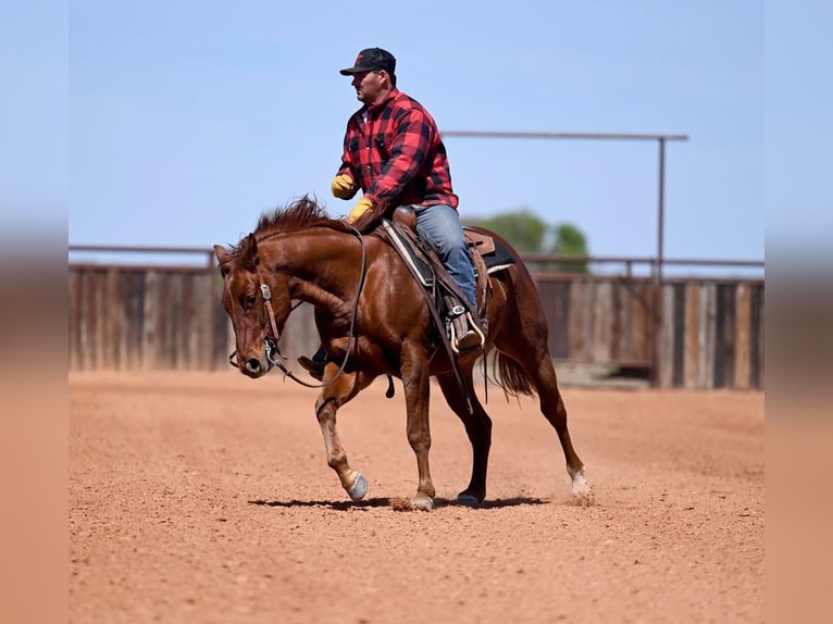 American Quarter Horse Castrone 4 Anni 147 cm Sauro ciliegia in Waco