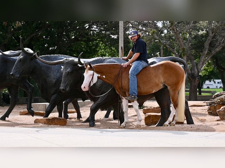 American Quarter Horse Castrone 4 Anni 147 cm Sauro ciliegia in Waco, TX