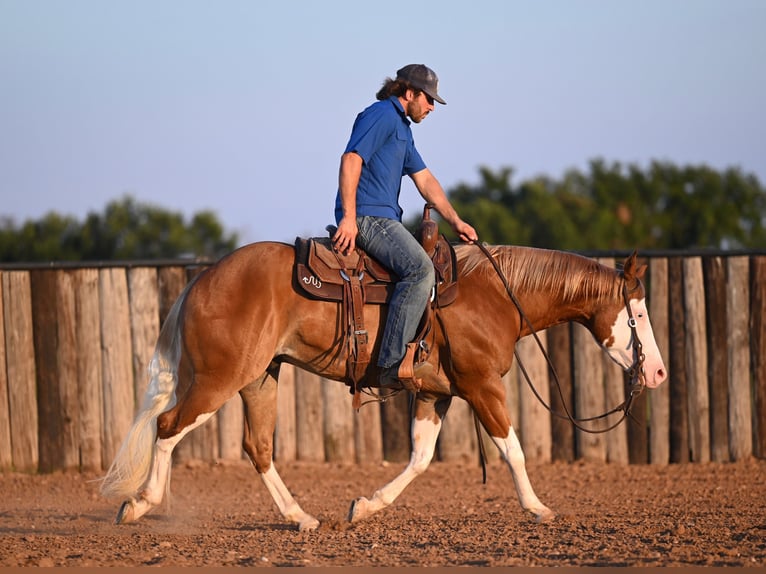 American Quarter Horse Castrone 4 Anni 147 cm Sauro ciliegia in Waco, TX