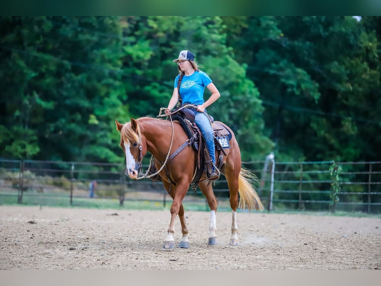 American Quarter Horse Castrone 4 Anni 147 cm Sauro ciliegia in Chatsworth, GA