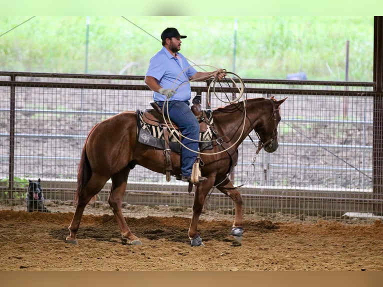 American Quarter Horse Castrone 4 Anni 147 cm Sauro ciliegia in Whitesboro, TX