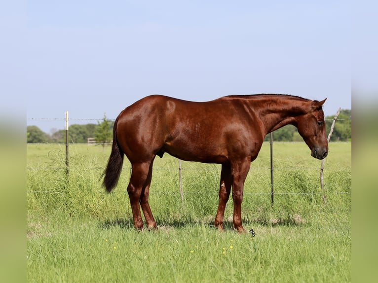 American Quarter Horse Castrone 4 Anni 147 cm Sauro ciliegia in Whitesboro, TX