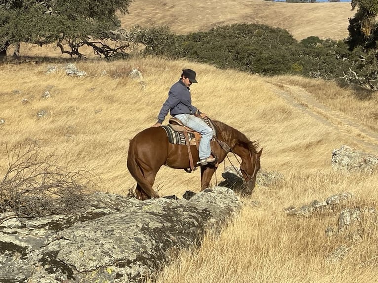 American Quarter Horse Castrone 4 Anni 147 cm Sauro scuro in King City CA