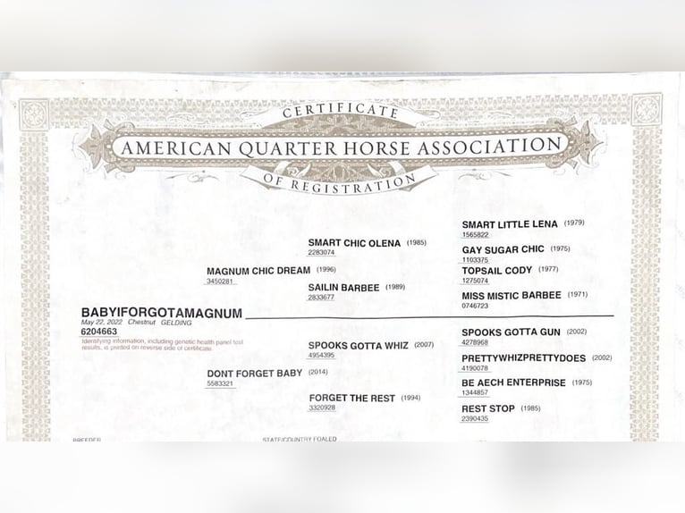 American Quarter Horse Castrone 4 Anni 147 cm Sauro scuro in King City CA