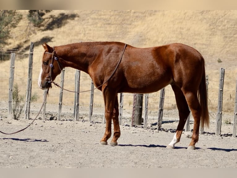 American Quarter Horse Castrone 4 Anni 147 cm Sauro scuro in King City CA