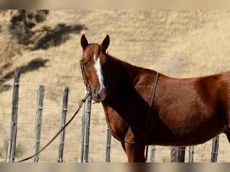 American Quarter Horse Castrone 4 Anni 147 cm Sauro scuro in King City CA