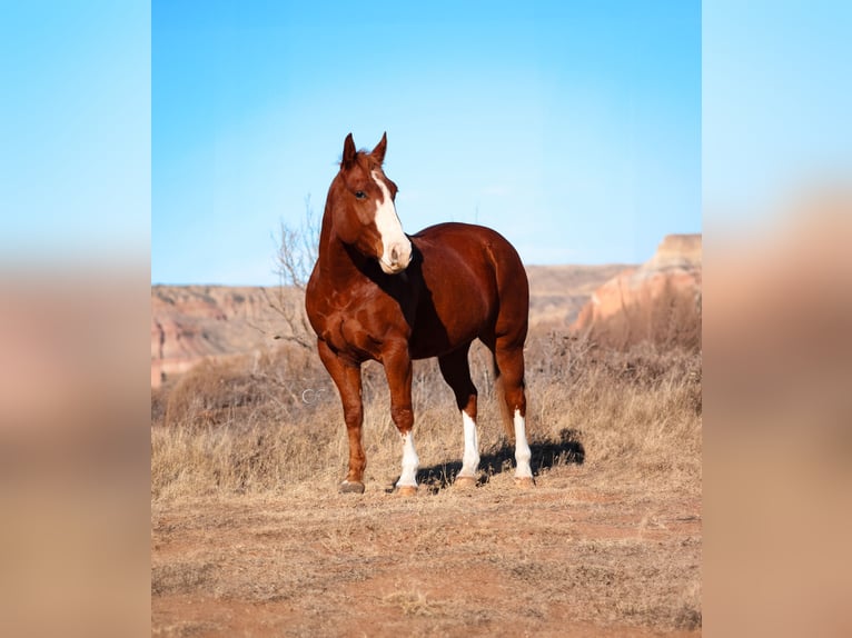 American Quarter Horse Castrone 4 Anni 147 cm Sauro scuro in Wildorado, TX