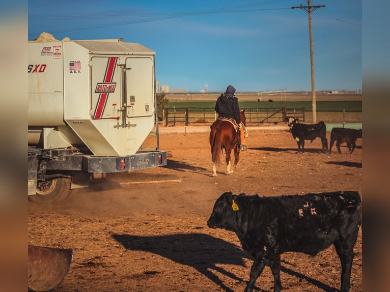 American Quarter Horse Castrone 4 Anni 147 cm Sauro scuro in Wildorado, TX