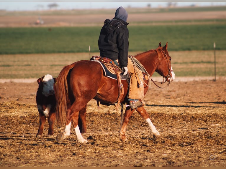 American Quarter Horse Castrone 4 Anni 147 cm Sauro scuro in Wildorado, TX