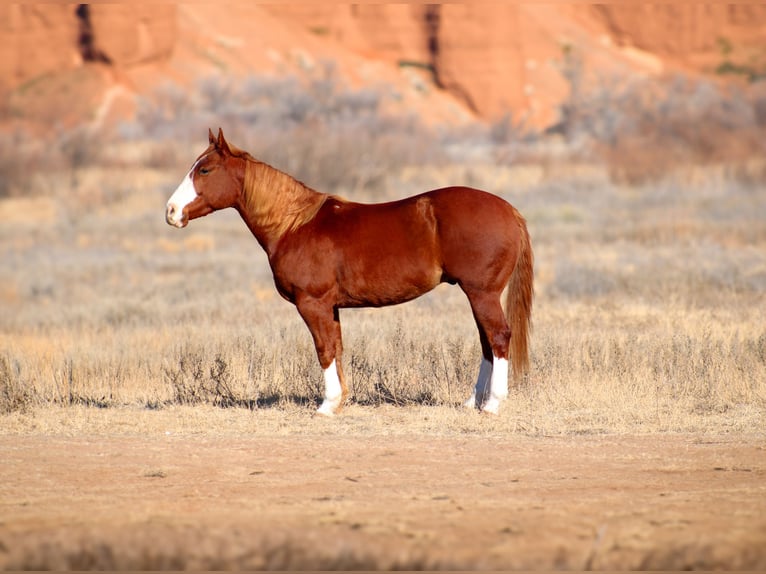 American Quarter Horse Castrone 4 Anni 147 cm Sauro scuro in Wildorado, TX