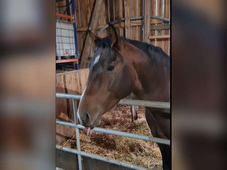 American Quarter Horse Castrone 4 Anni 148 cm Baio scuro in Diemelstadt