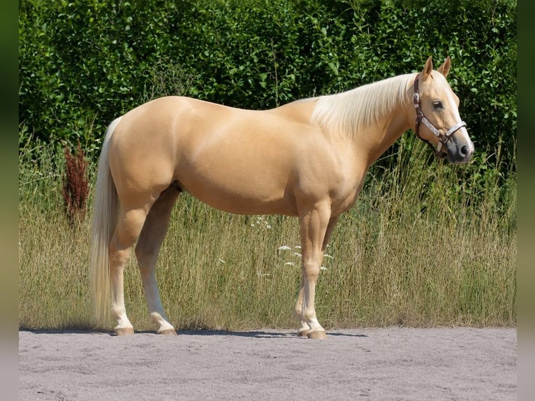 American Quarter Horse Castrone 4 Anni 148 cm Dunalino in Prath