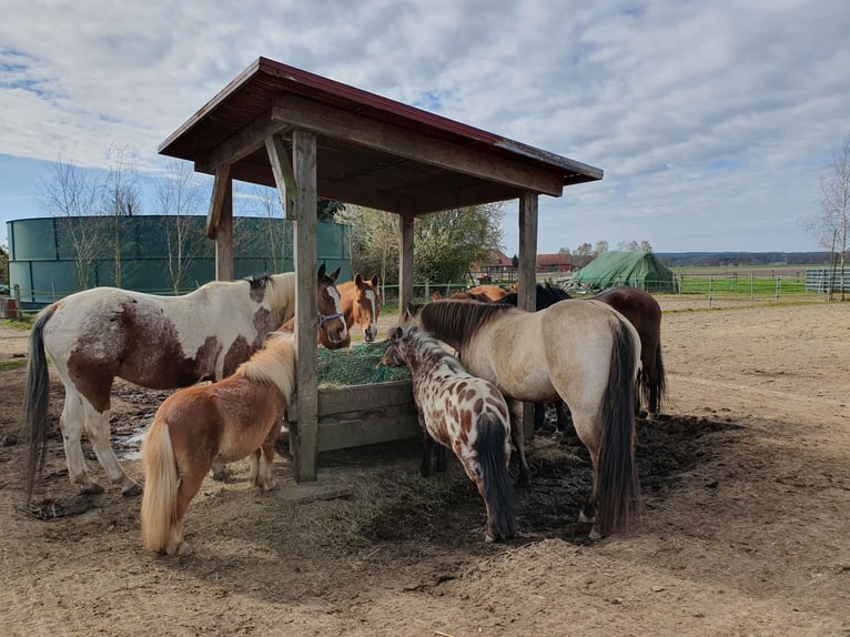 American Quarter Horse Castrone 4 Anni 148 cm Pelle di daino in Balge