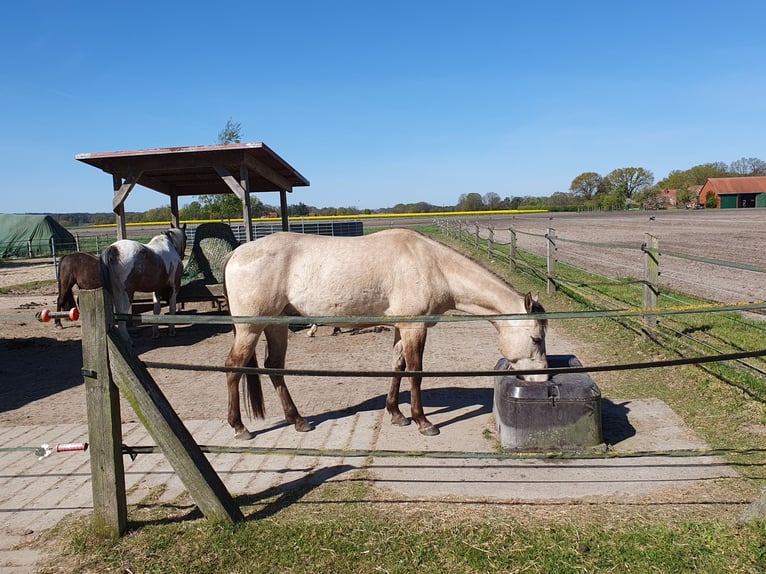 American Quarter Horse Castrone 4 Anni 148 cm Pelle di daino in Nienburg (Weser) Holtorf