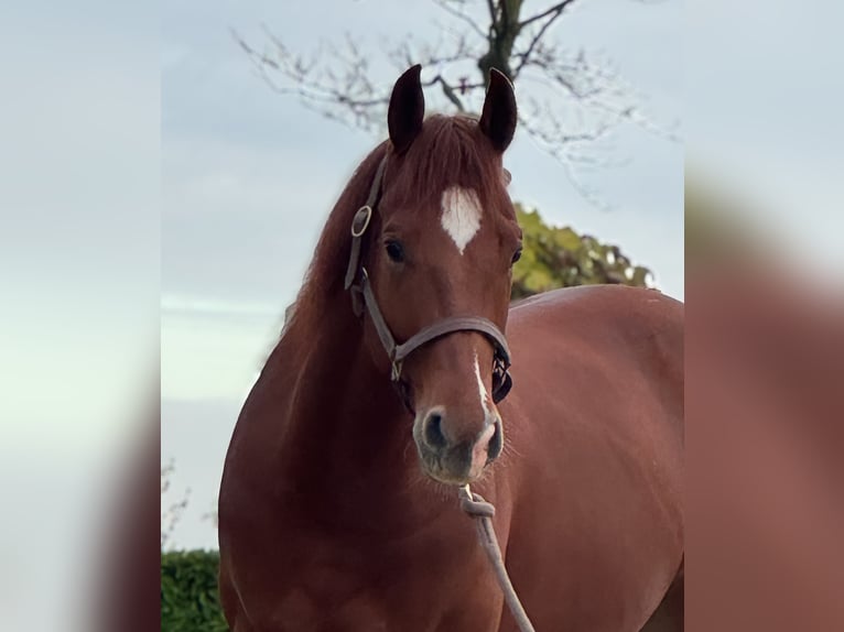 American Quarter Horse Castrone 4 Anni 148 cm Sauro in Vorstenbosch