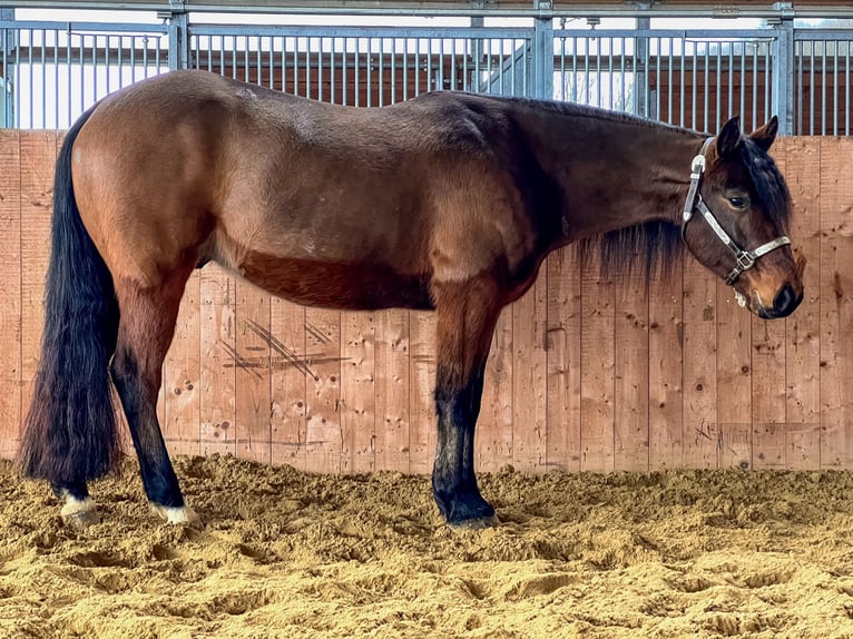 American Quarter Horse Castrone 4 Anni 149 cm Baio in Hürtgenwald