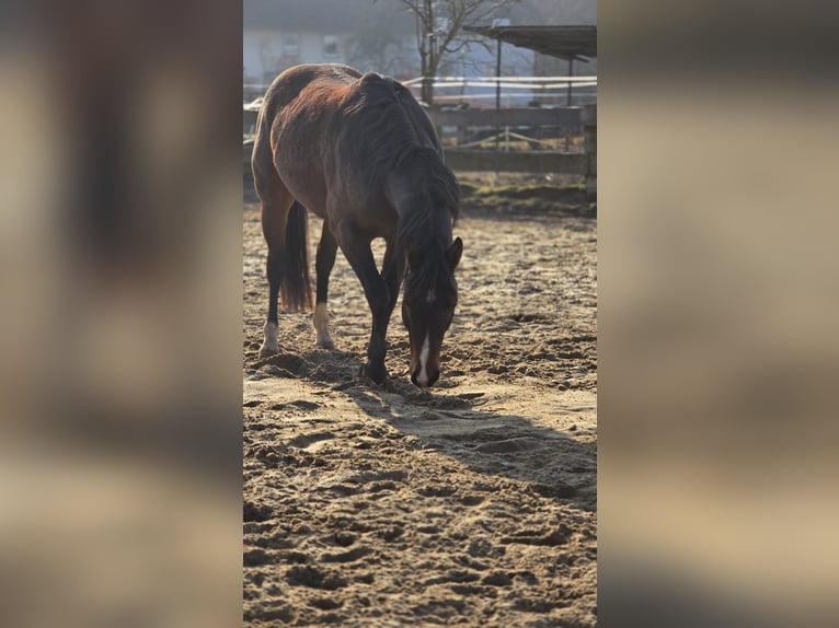 American Quarter Horse Castrone 4 Anni 149 cm Baio scuro in Diemelstadt