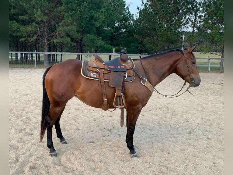 American Quarter Horse Castrone 4 Anni 150 cm Baio ciliegia in Calhoun City MS