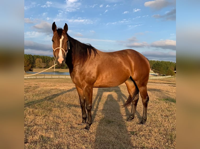 American Quarter Horse Castrone 4 Anni 150 cm Baio ciliegia in Calhoun City MS