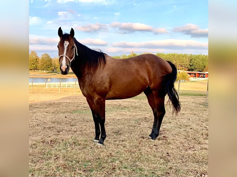 American Quarter Horse Castrone 4 Anni 150 cm Baio ciliegia in Calhoun City MS