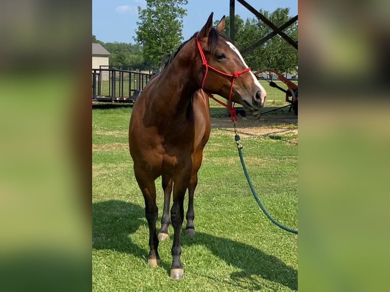 American Quarter Horse Castrone 4 Anni 150 cm Baio ciliegia in Calhoun City MS