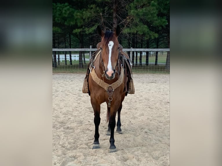 American Quarter Horse Castrone 4 Anni 150 cm Baio ciliegia in Calhoun City MS