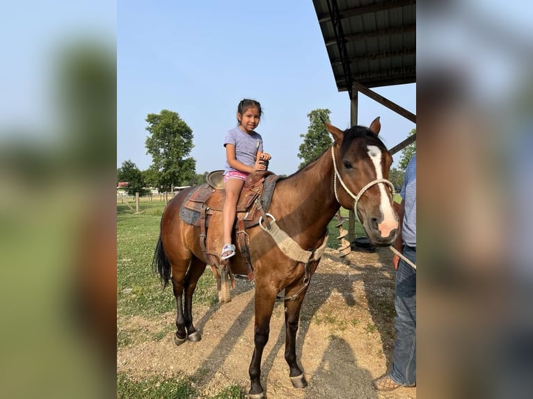 American Quarter Horse Castrone 4 Anni 150 cm Baio ciliegia in Calhoun City MS