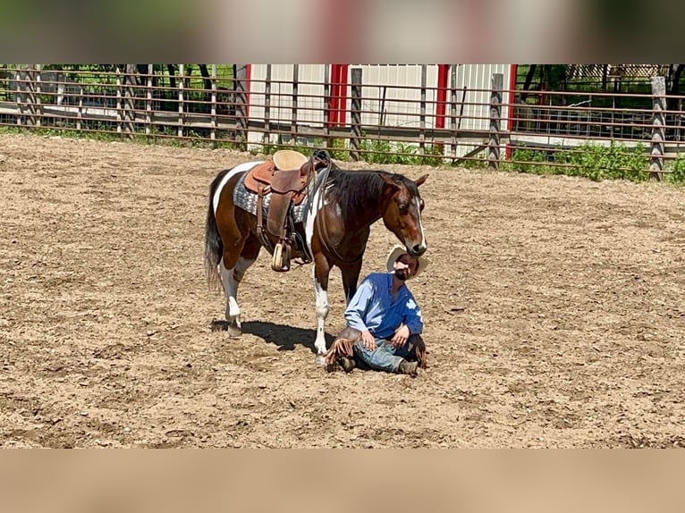 American Quarter Horse Castrone 4 Anni 150 cm Baio ciliegia in Zearing IA