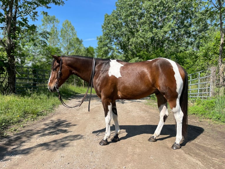 American Quarter Horse Castrone 4 Anni 150 cm Baio ciliegia in Zearing IA