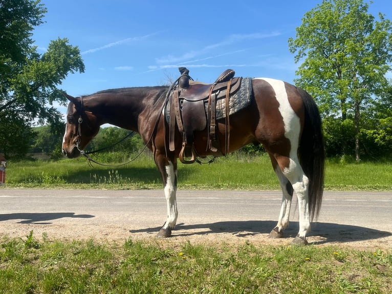 American Quarter Horse Castrone 4 Anni 150 cm Baio ciliegia in Zearing IA