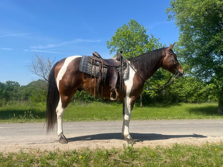 American Quarter Horse Castrone 4 Anni 150 cm Baio ciliegia in Zearing IA