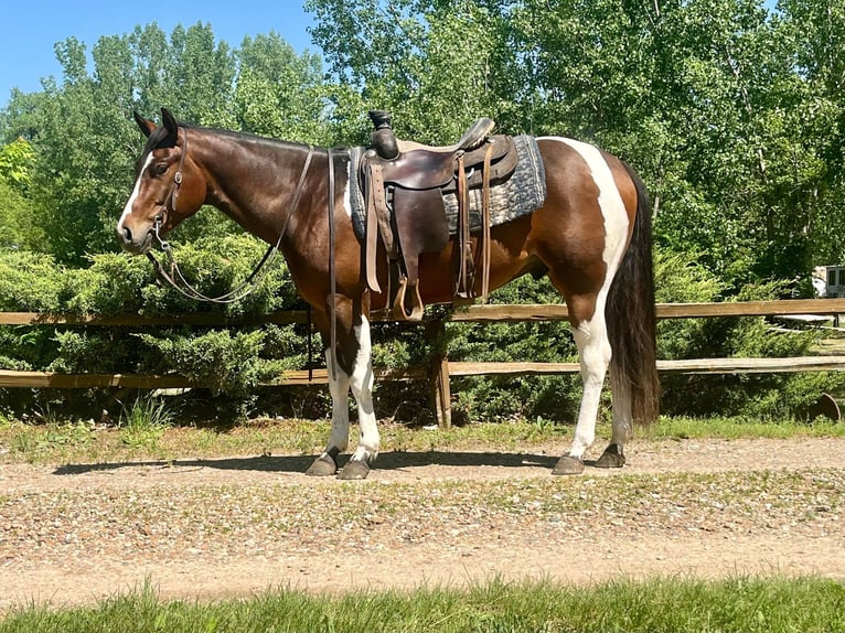 American Quarter Horse Castrone 4 Anni 150 cm Baio ciliegia in Zearing IA