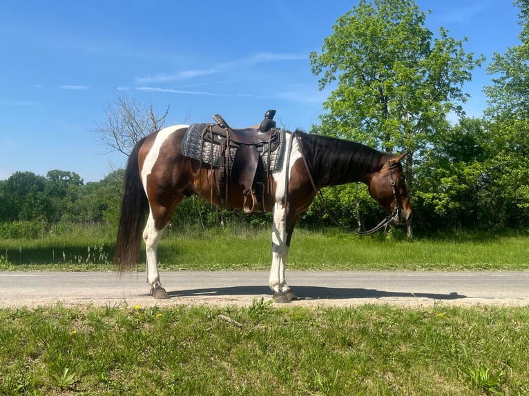 American Quarter Horse Castrone 4 Anni 150 cm Baio ciliegia in Zearing IA