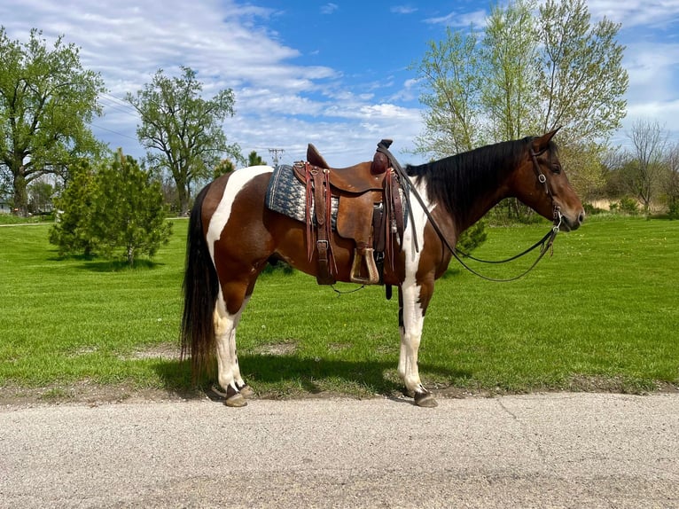 American Quarter Horse Castrone 4 Anni 150 cm Baio ciliegia in Zearing IA