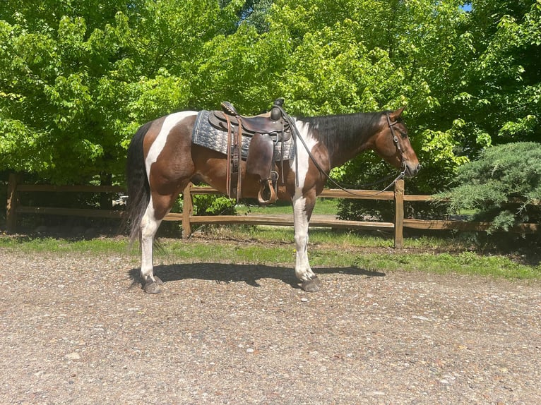 American Quarter Horse Castrone 4 Anni 150 cm Baio ciliegia in Zearing IA