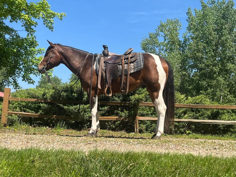 American Quarter Horse Castrone 4 Anni 150 cm Baio ciliegia in Zearing IA