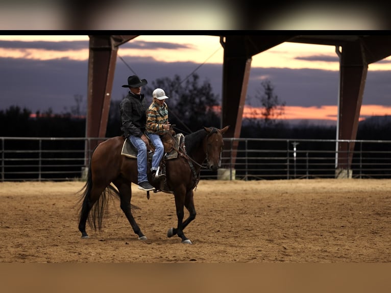 American Quarter Horse Castrone 4 Anni 150 cm Baio ciliegia in Morrilton