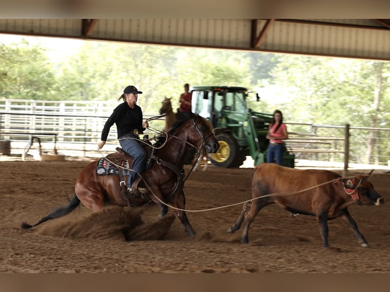American Quarter Horse Castrone 4 Anni 150 cm Baio ciliegia in Morrilton