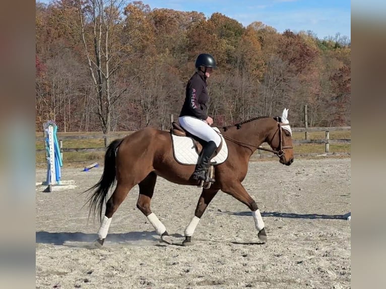 American Quarter Horse Castrone 4 Anni 150 cm Baio ciliegia in New Holland