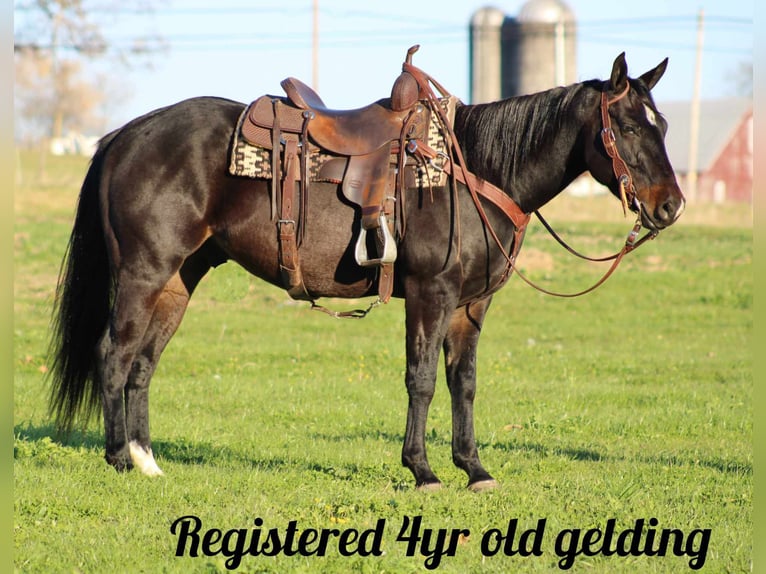 American Quarter Horse Castrone 4 Anni 150 cm Baio ciliegia in Rebersburg, PA