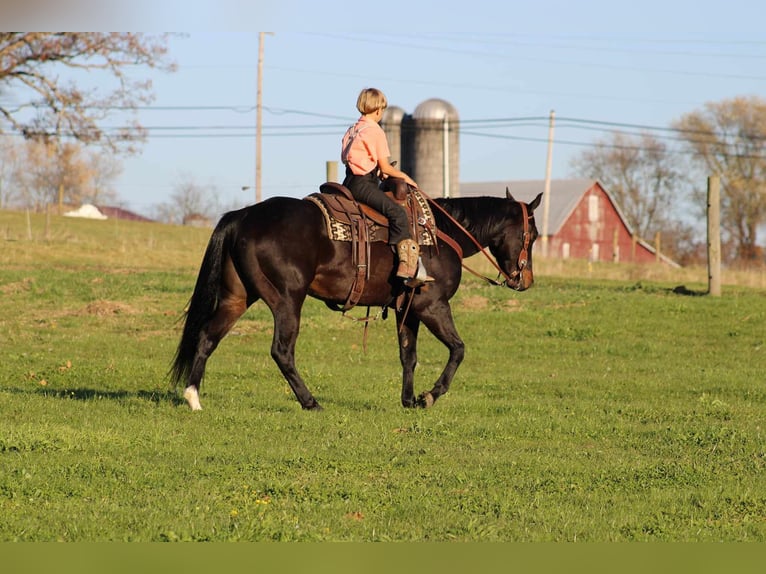 American Quarter Horse Castrone 4 Anni 150 cm Baio ciliegia in Rebersburg, PA
