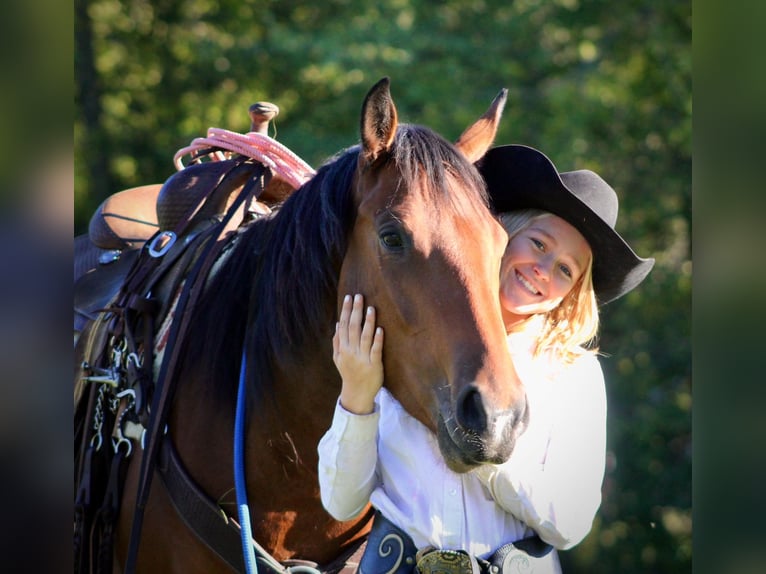 American Quarter Horse Castrone 4 Anni 150 cm Baio ciliegia in Borden