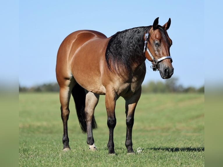 American Quarter Horse Castrone 4 Anni 150 cm Baio ciliegia in Buffalo, MO